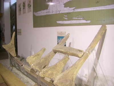 Actual parts of a 3 BCE Punic War Ship.